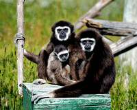 Gibbon Apes at the Pakanac Park Zoo